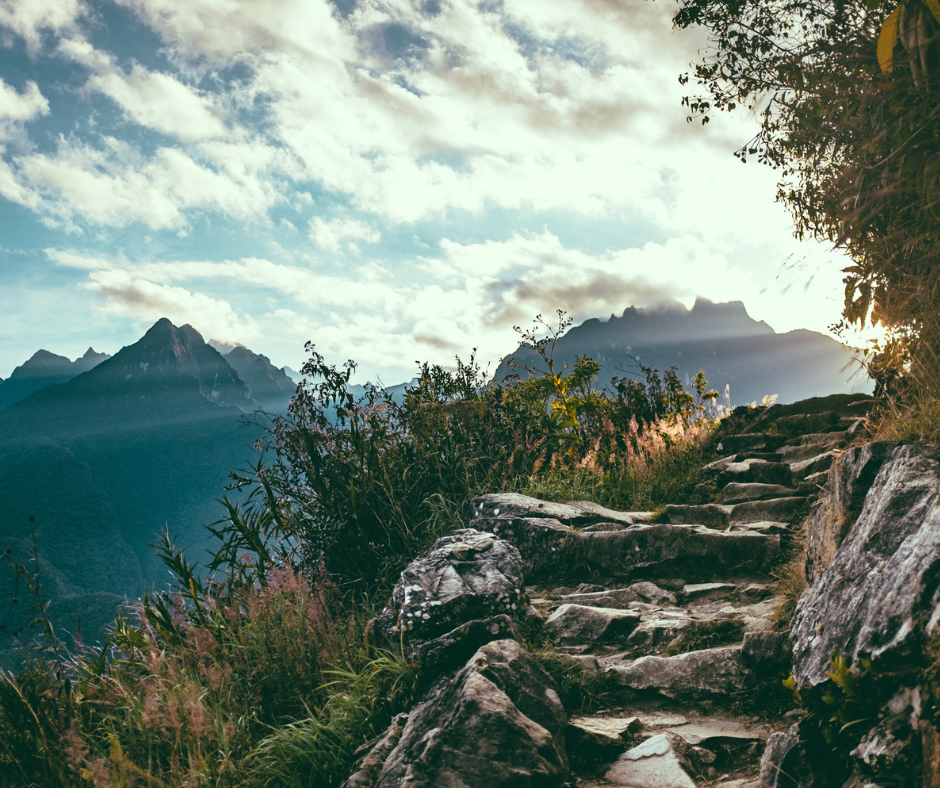 Cedar Musk & Lavender