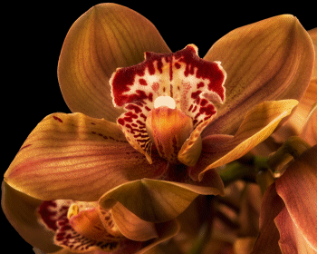Chocolate Orchid