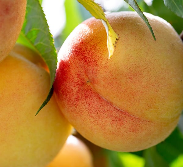 Peach Salsa (House Blend)