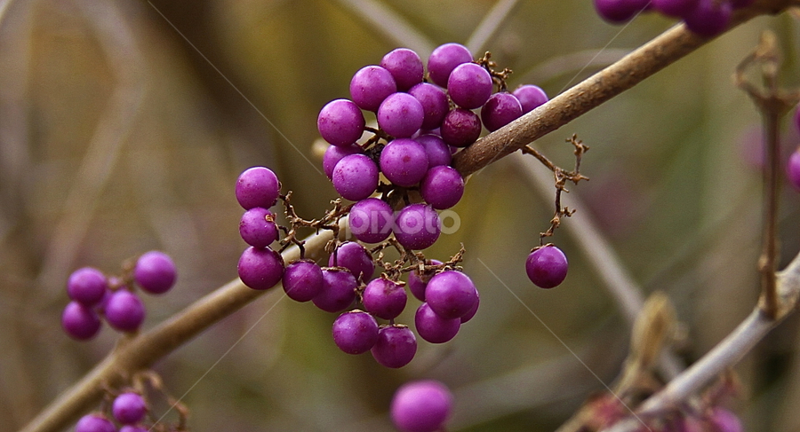 Verbena & Berries