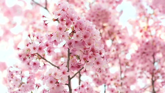 Pink Blossom Breezes ( House Blend )