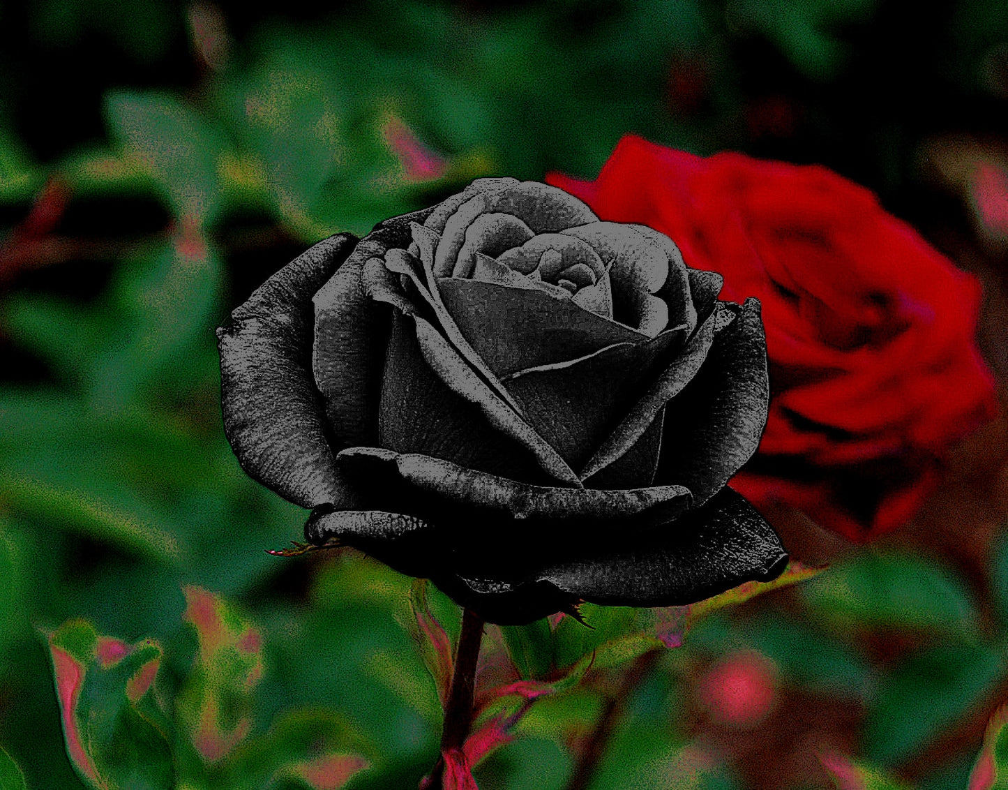 Sensuous Black Rose