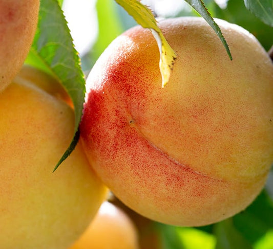 Peach Salsa (House Blend)